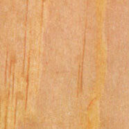 ponderosa pine